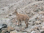 /Neige_Glace/2004/Images/822/Bionnassay 024Icon.jpg